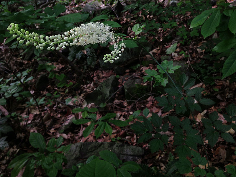 Black Cohosh