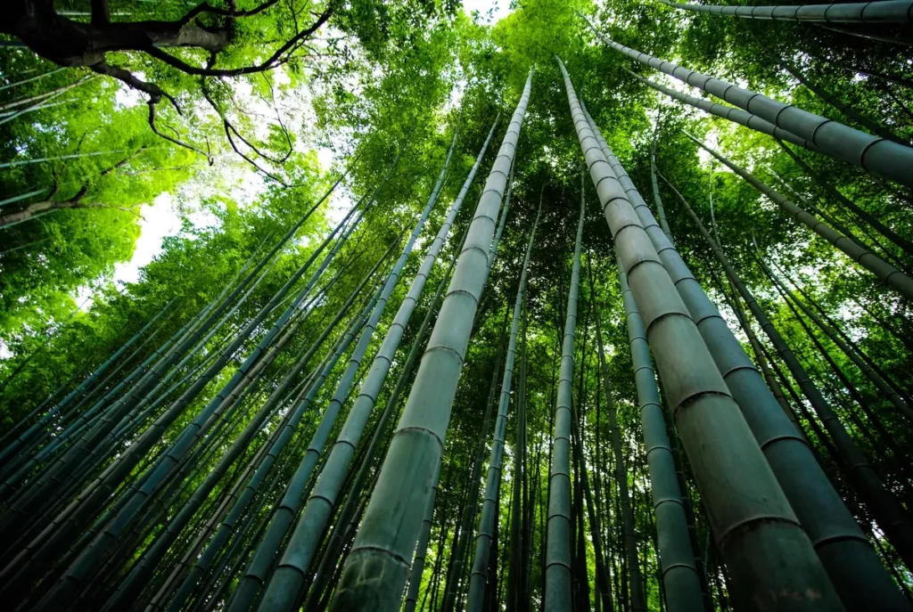 Forest of bamboo trees